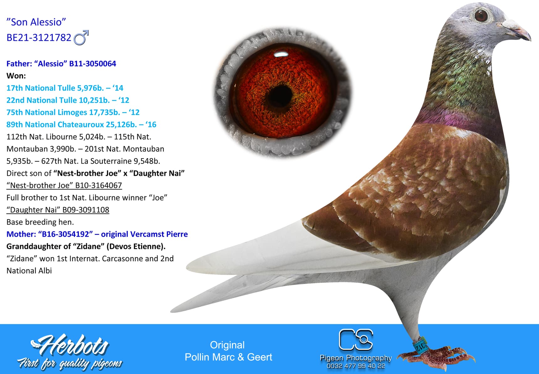 pigeon: undefined