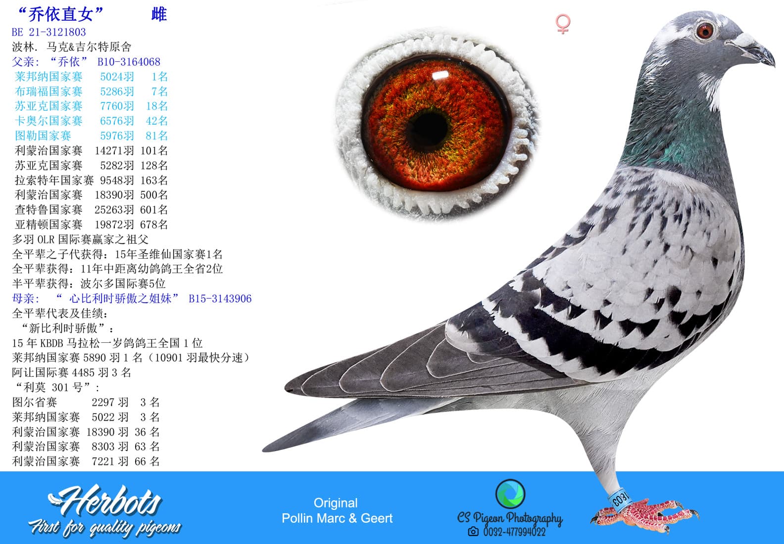 pigeon: undefined