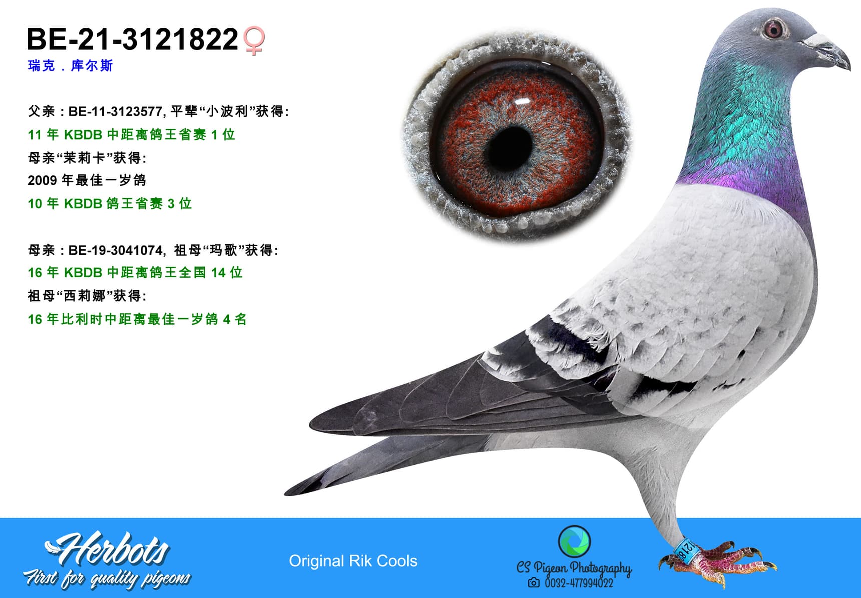 pigeon: undefined