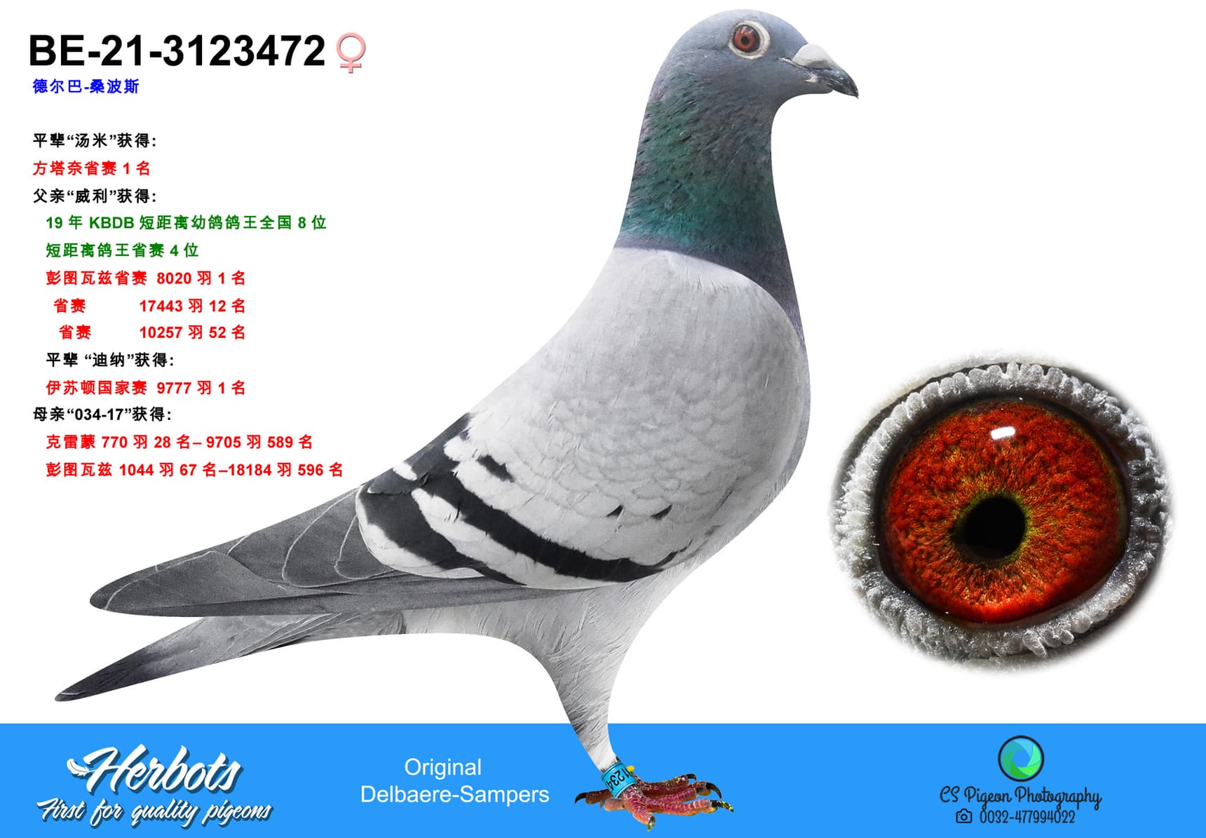 pigeon: undefined