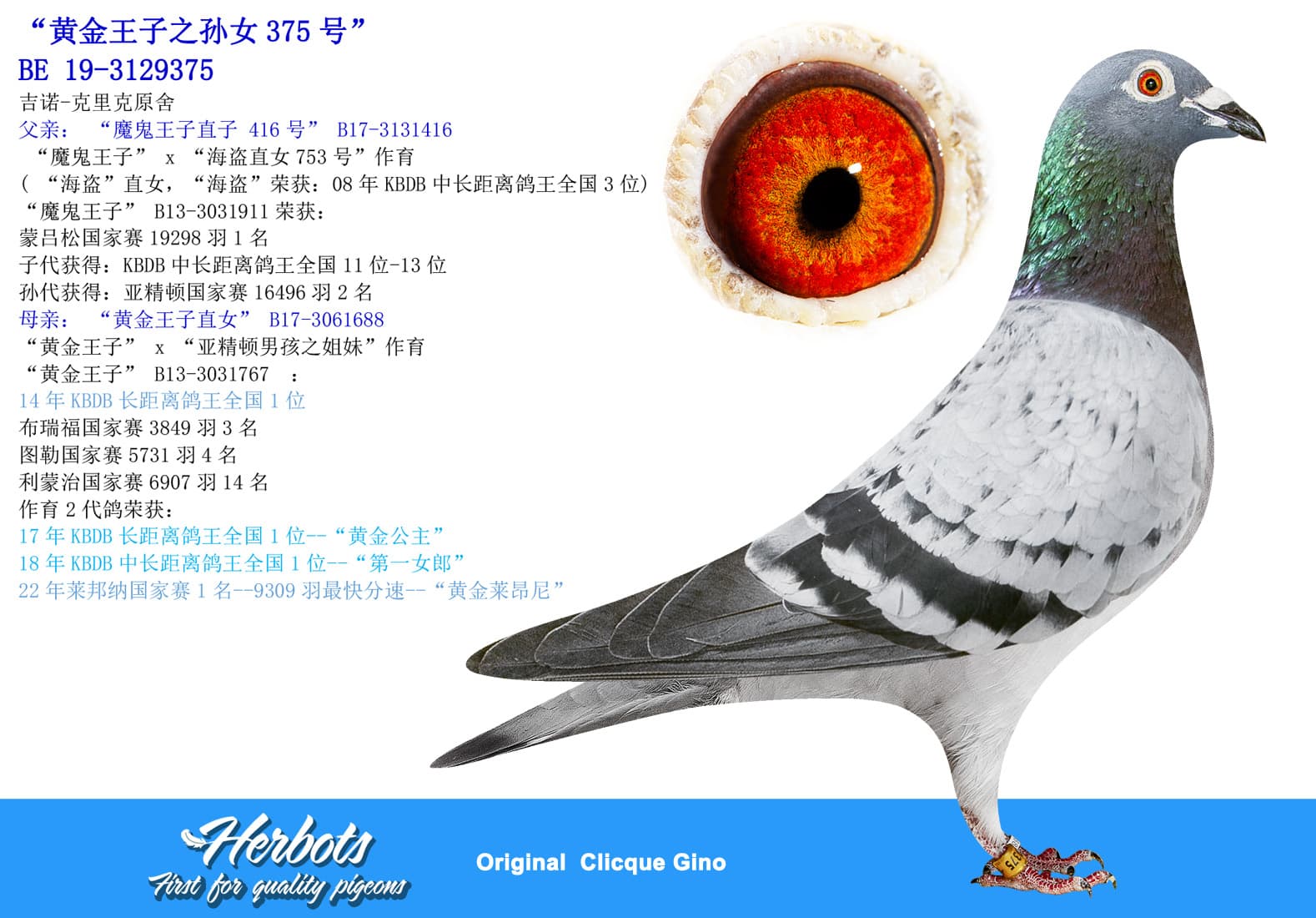 pigeon: undefined