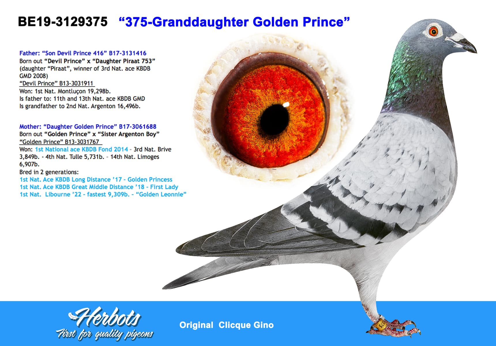 pigeon: undefined