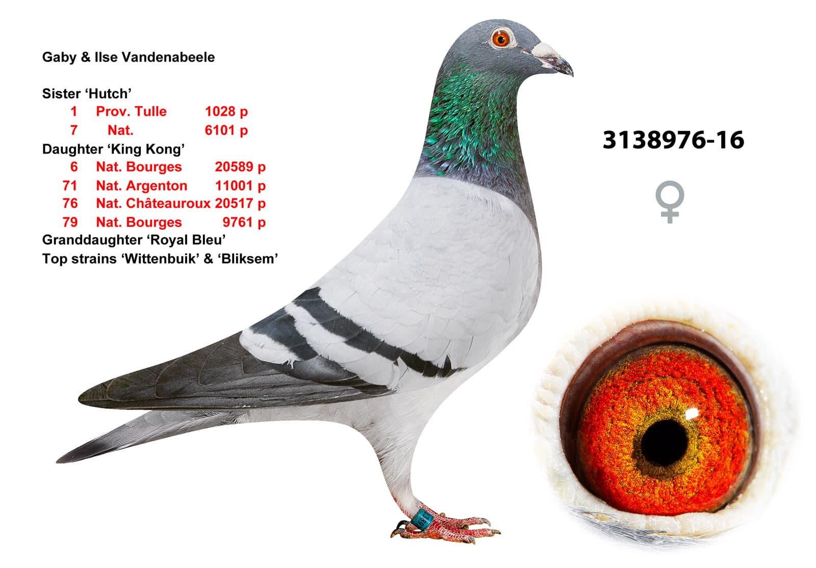 pigeon: undefined