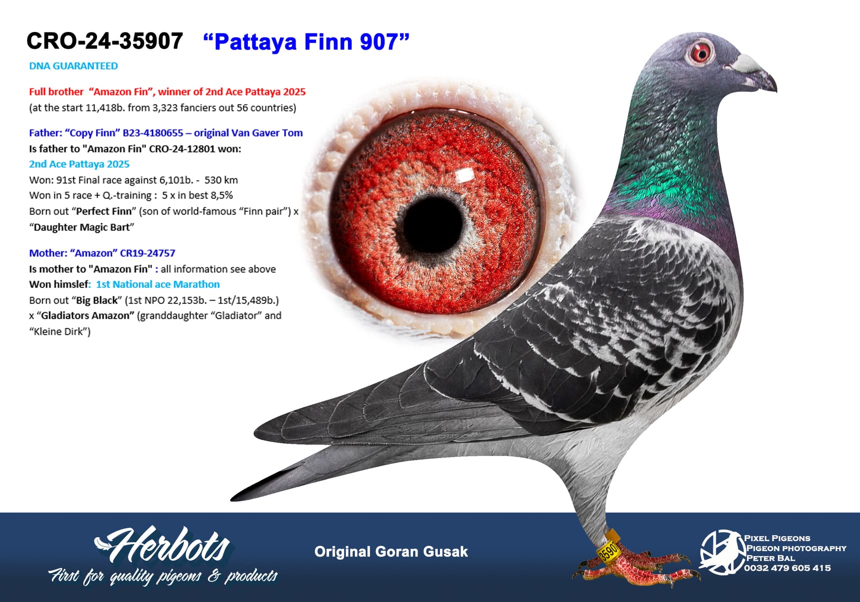 pigeon: undefined