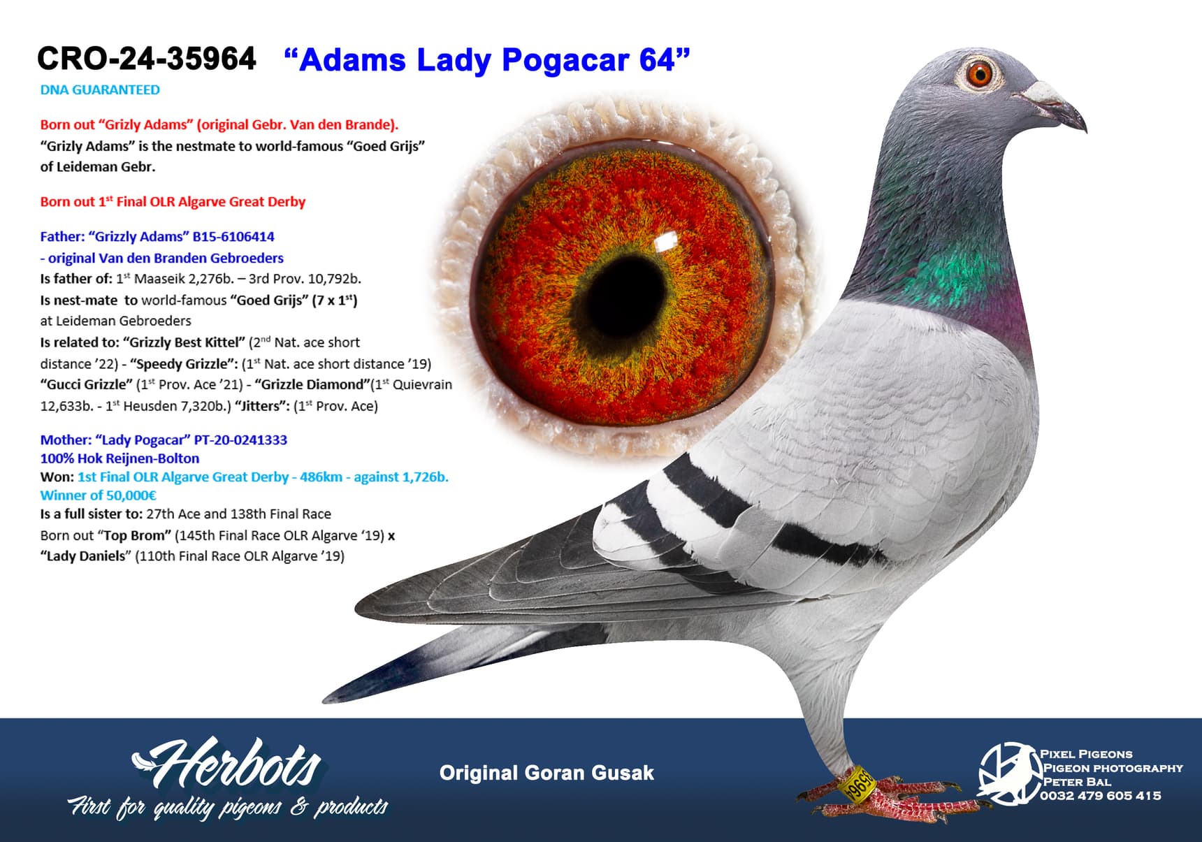 pigeon: undefined