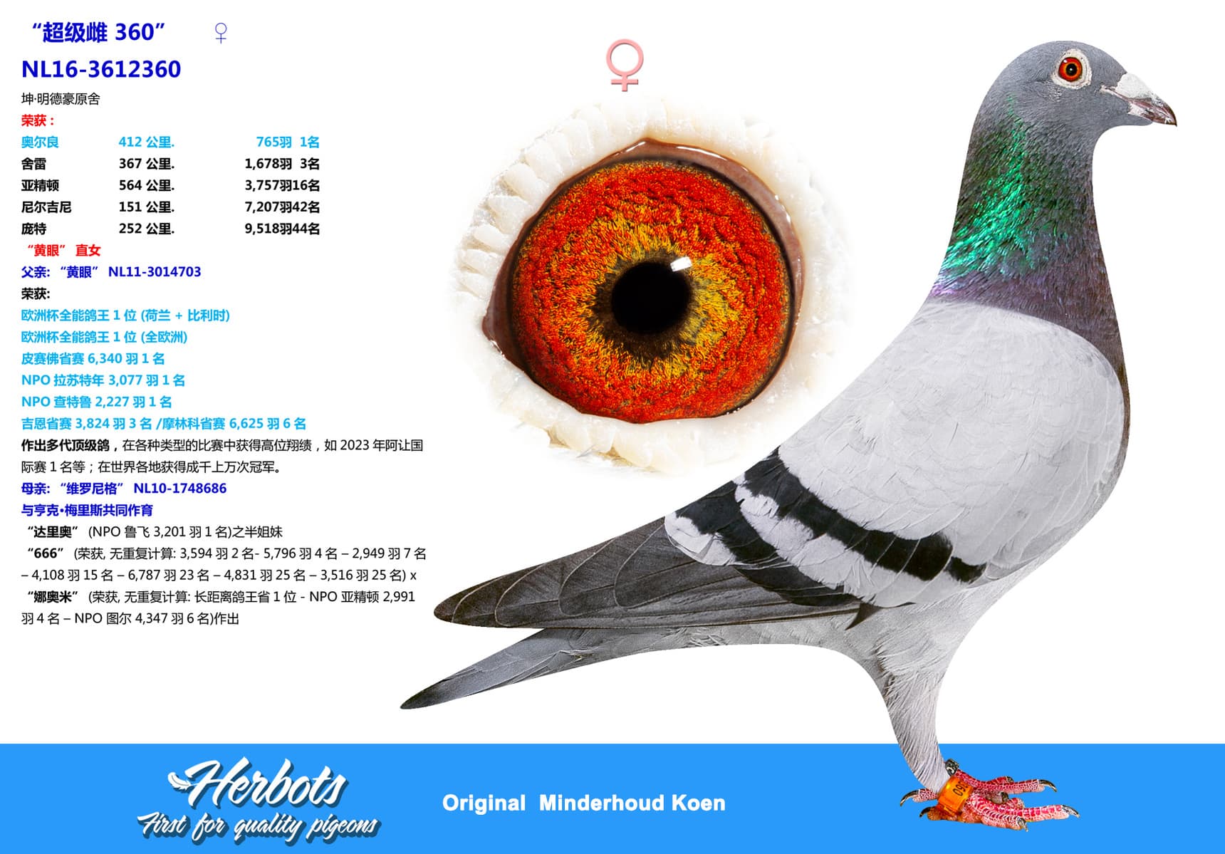 pigeon: undefined