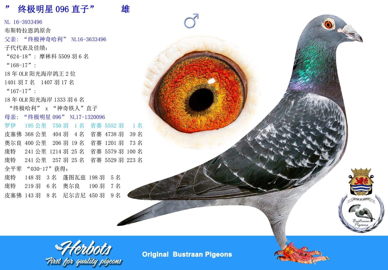 pigeon: undefined