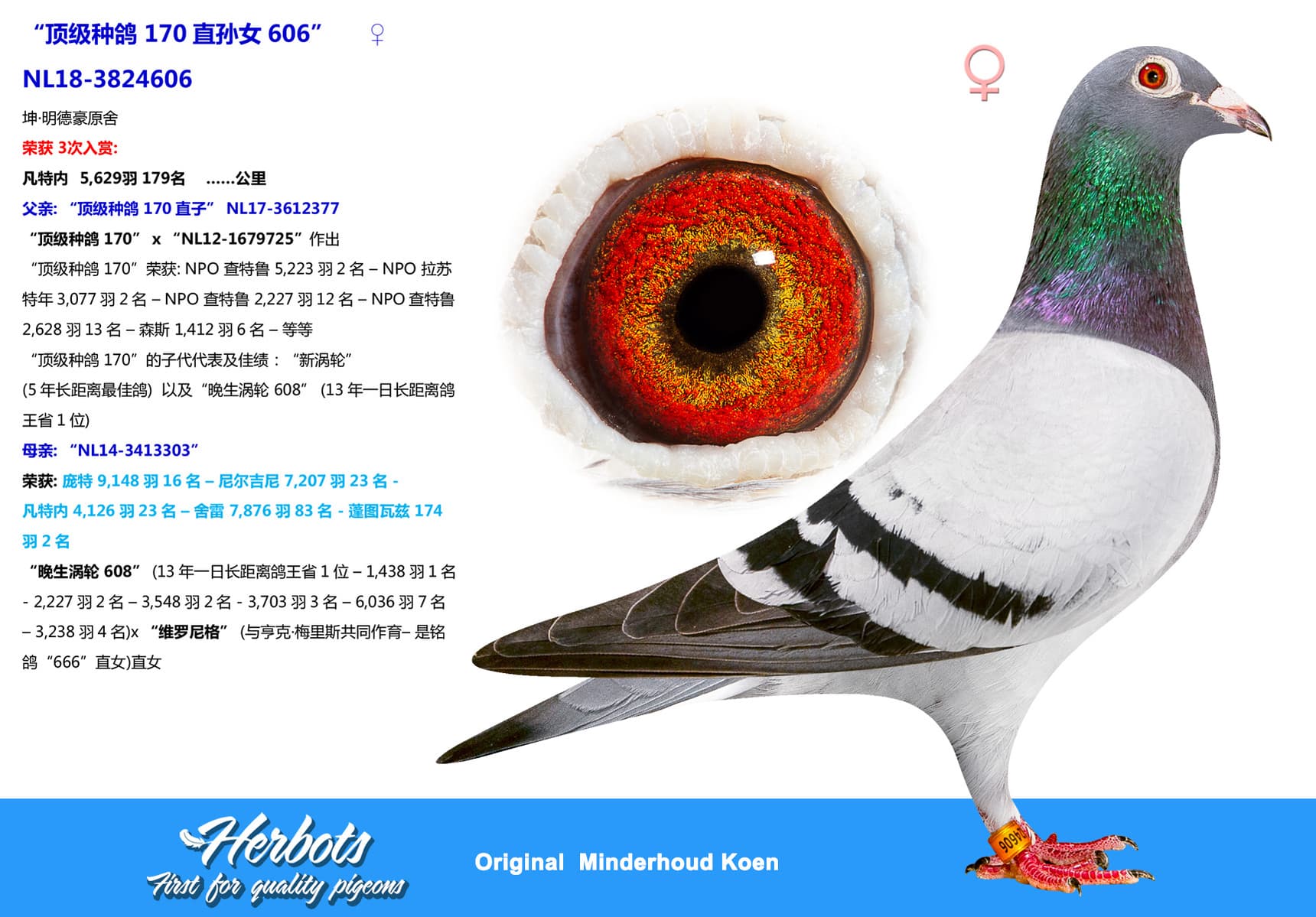 pigeon: undefined