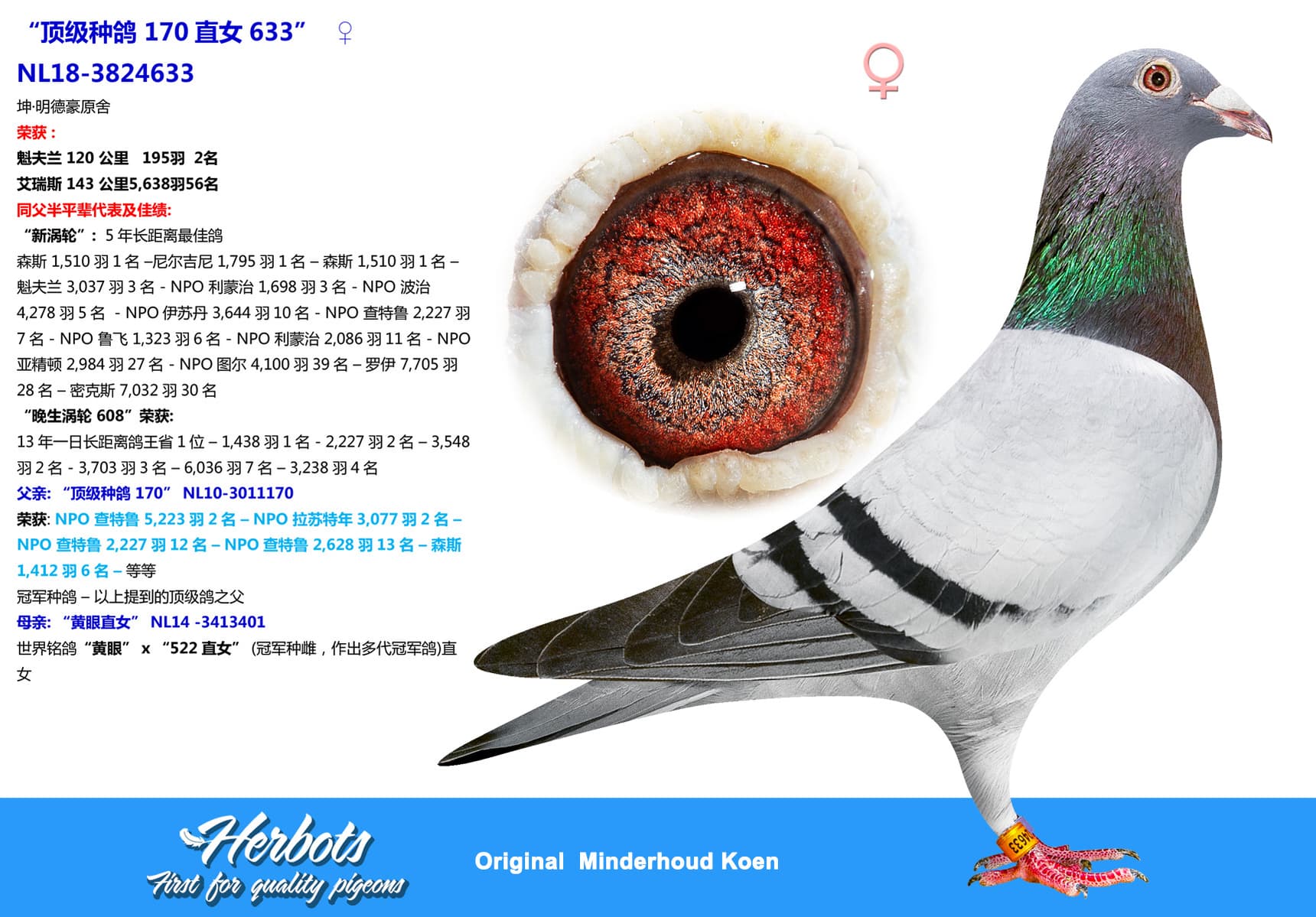 pigeon: undefined