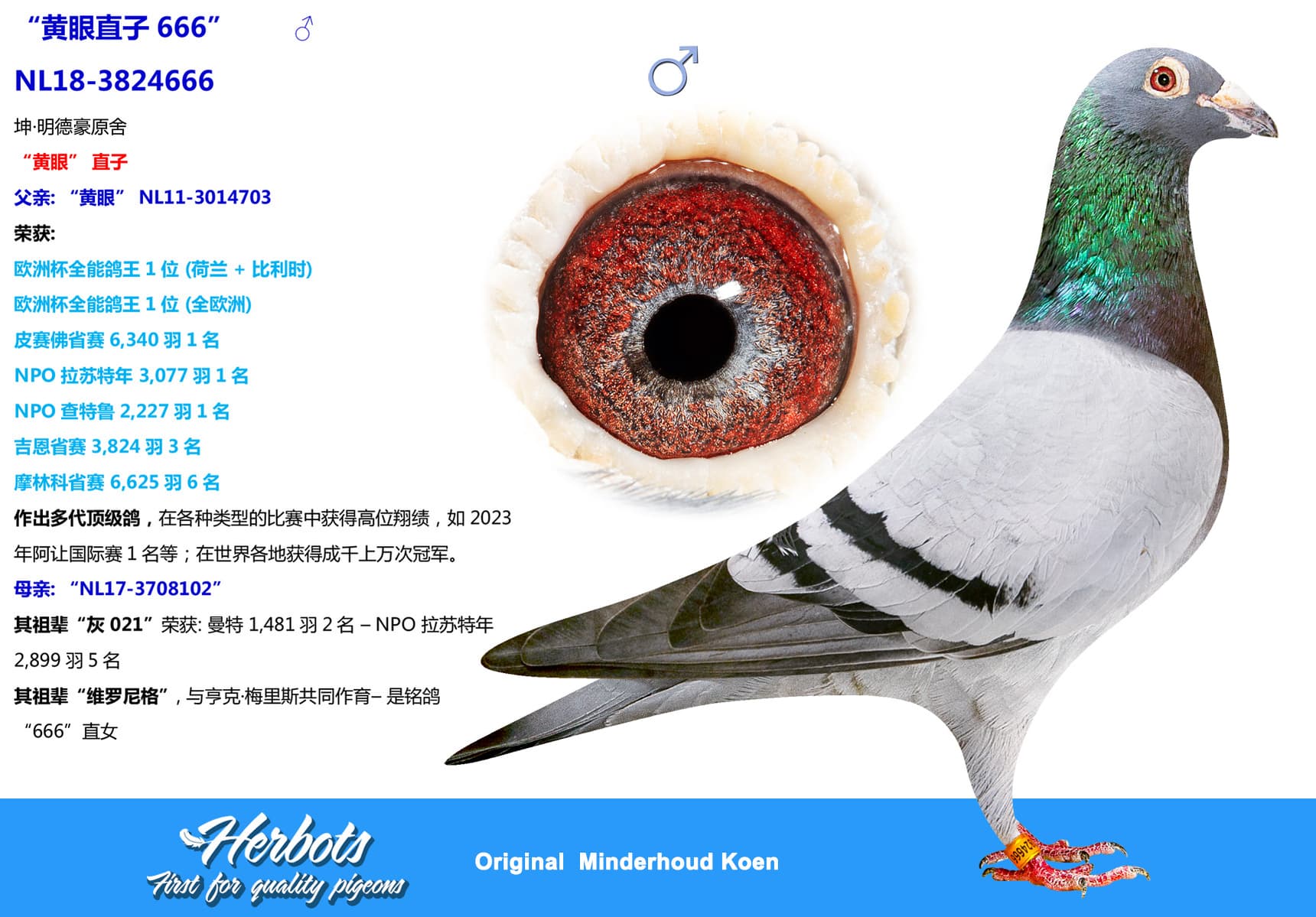 pigeon: undefined