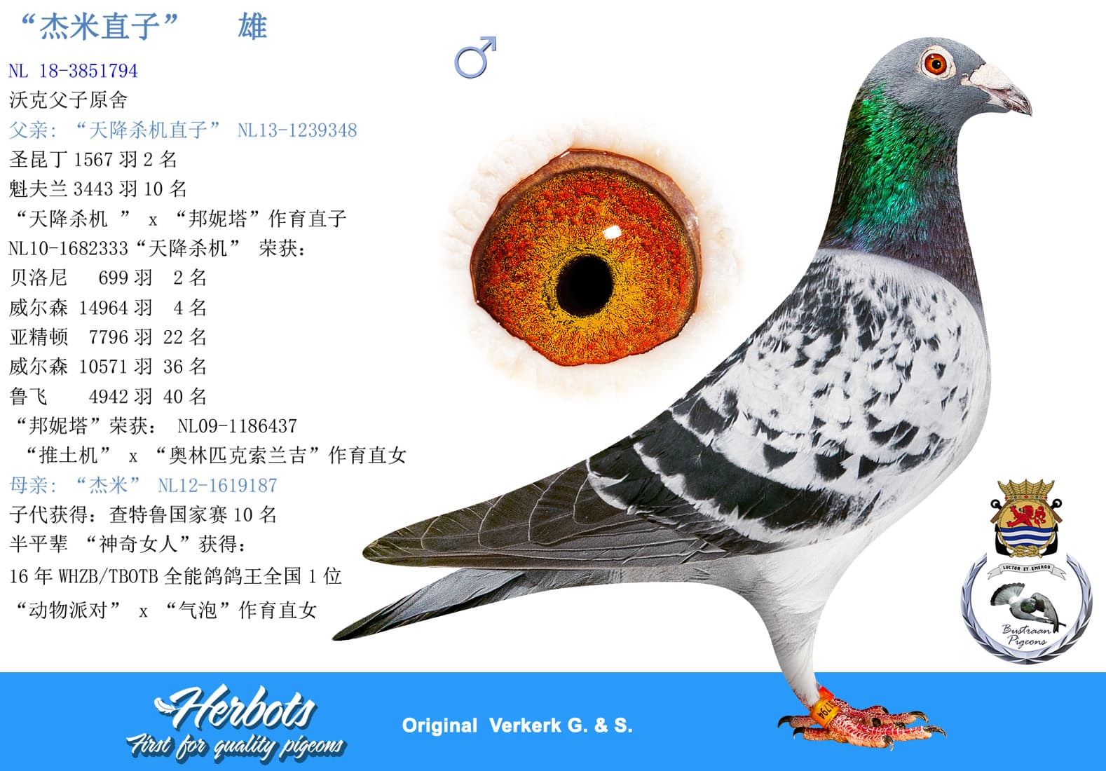 pigeon: undefined