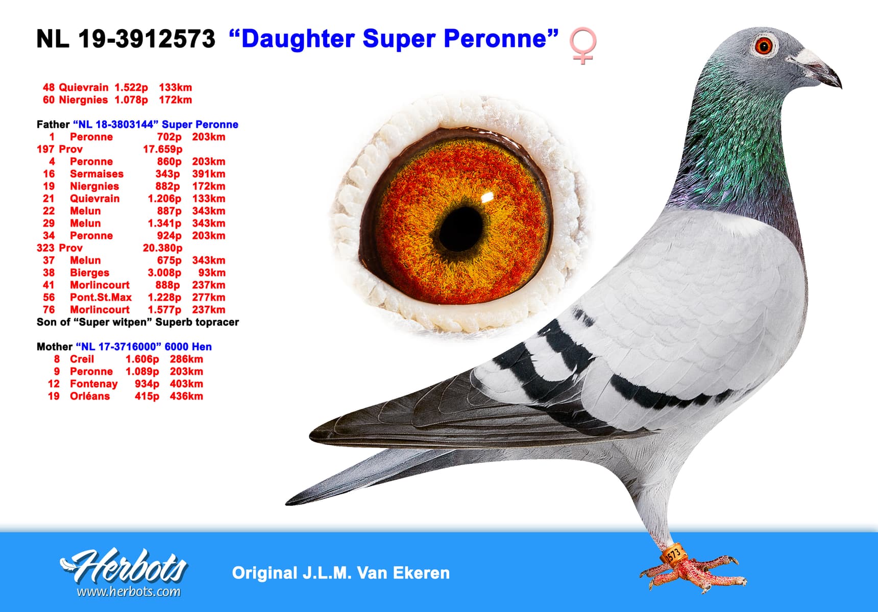 pigeon: undefined