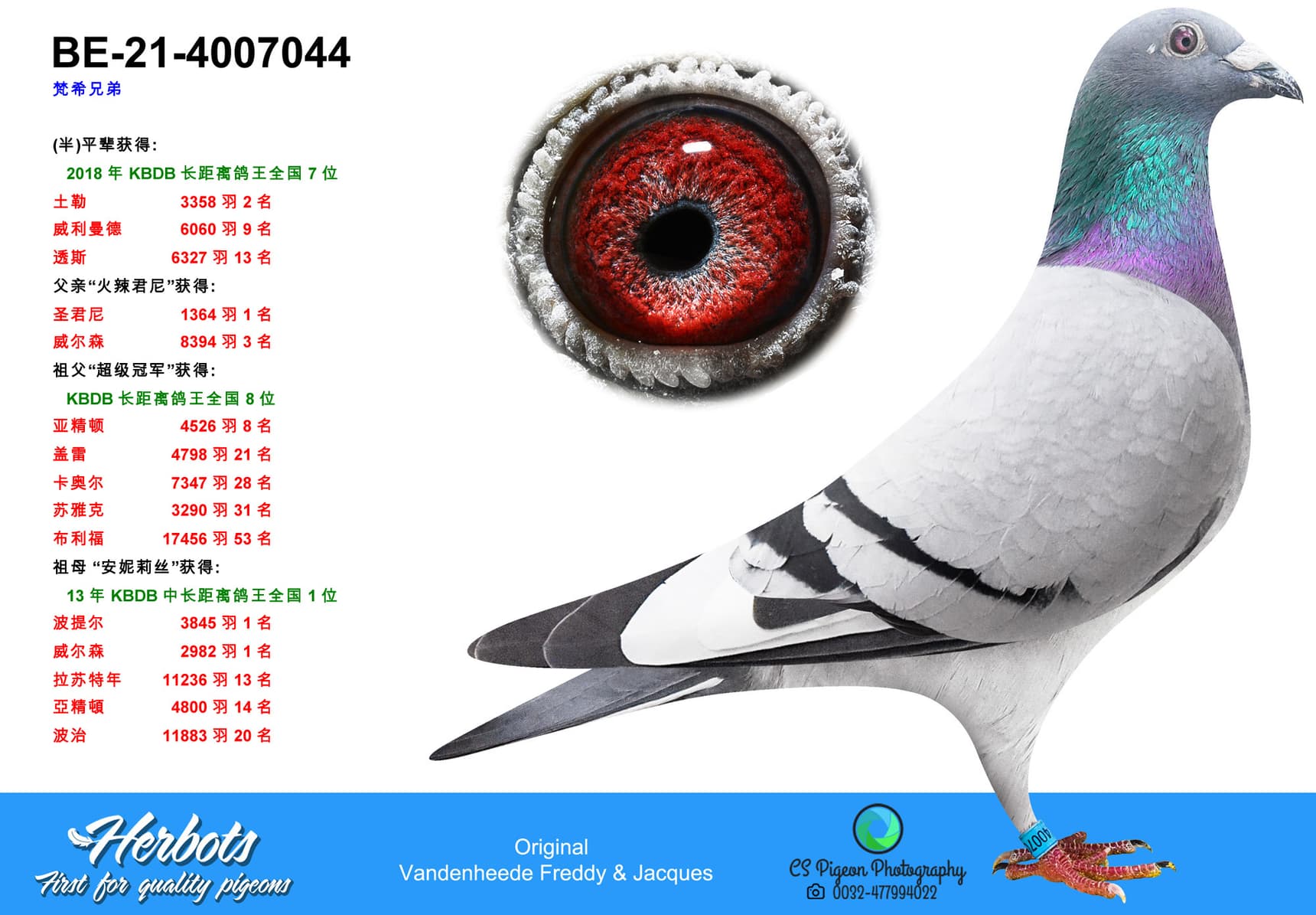 pigeon: Halfbr/s 7 Nat Ace LD