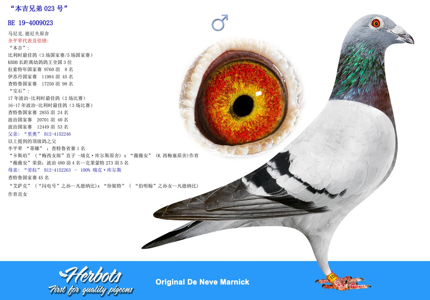 pigeon: undefined