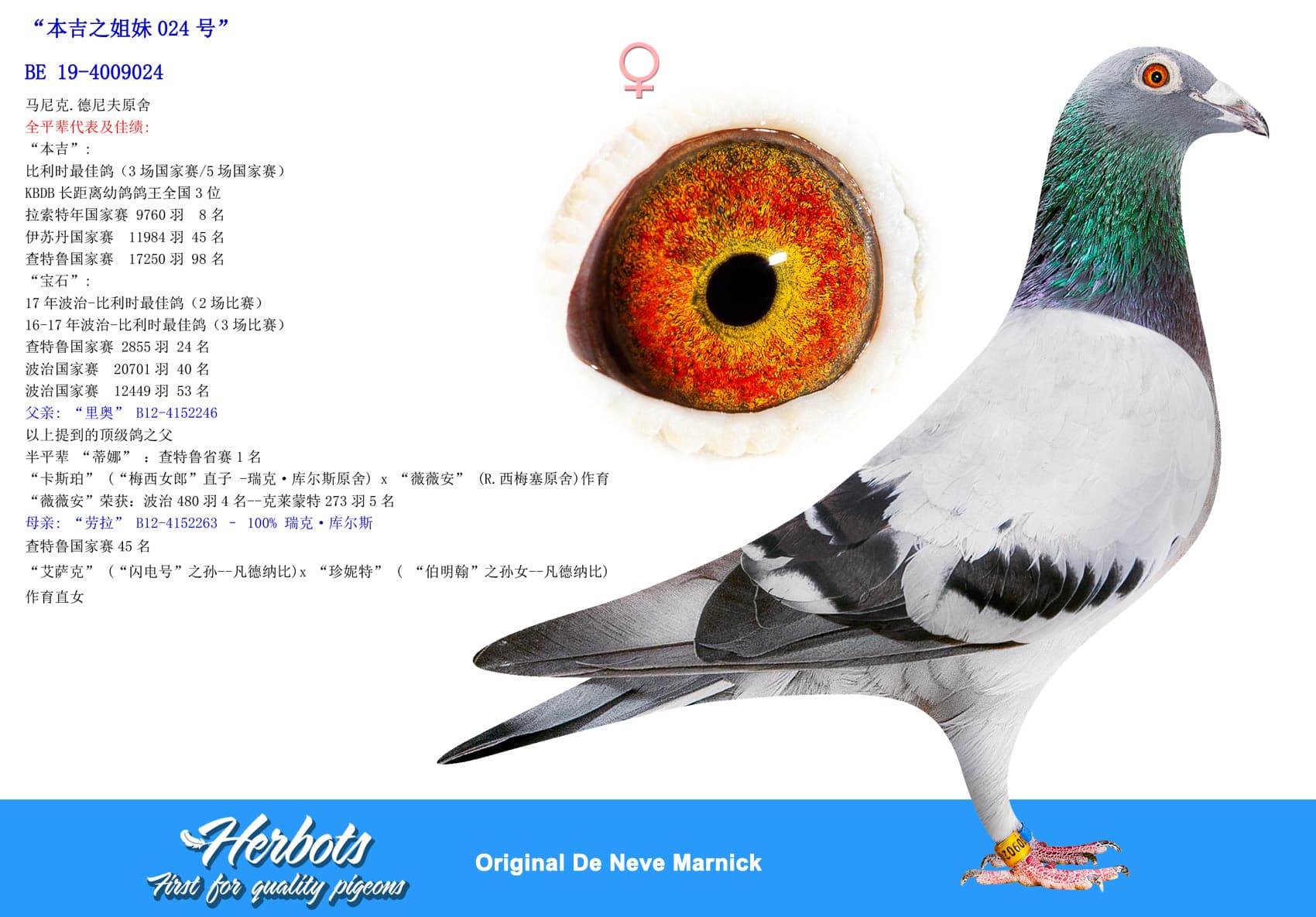 pigeon: undefined