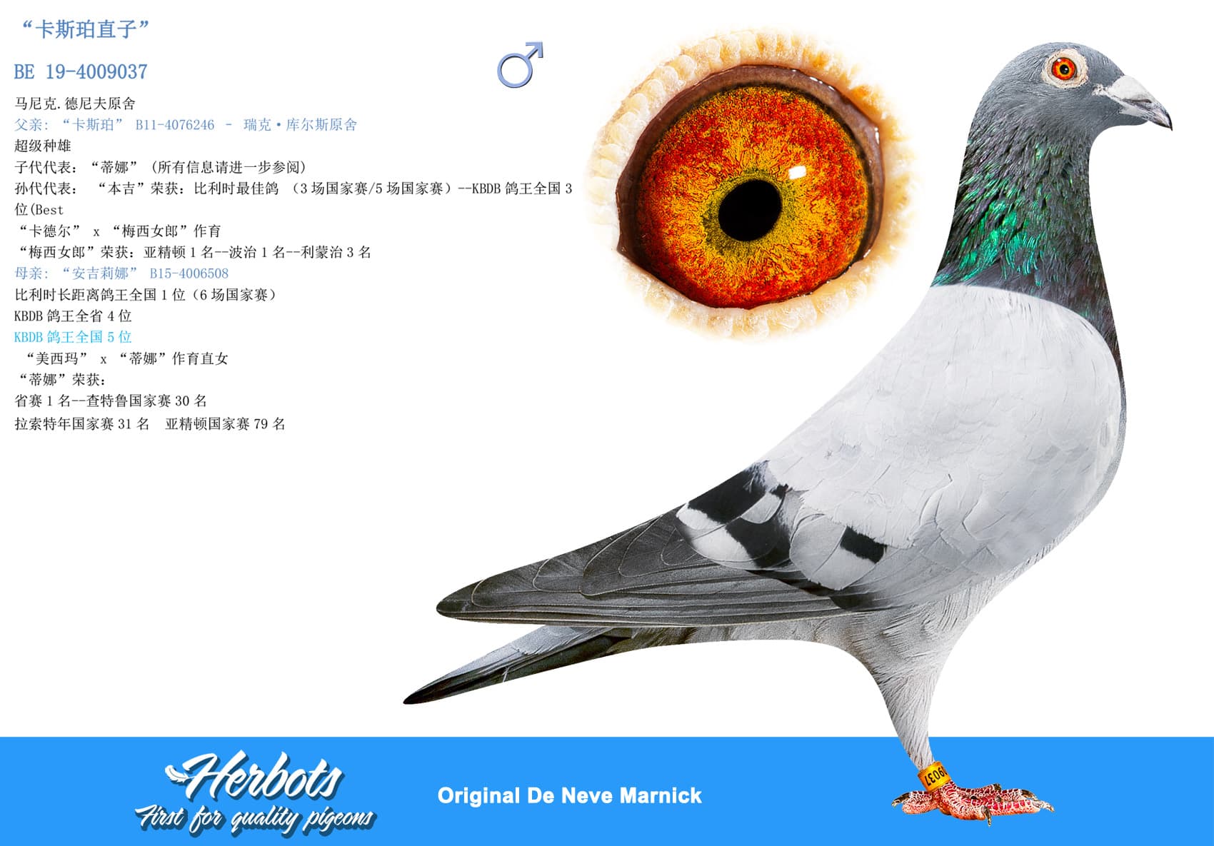 pigeon: undefined