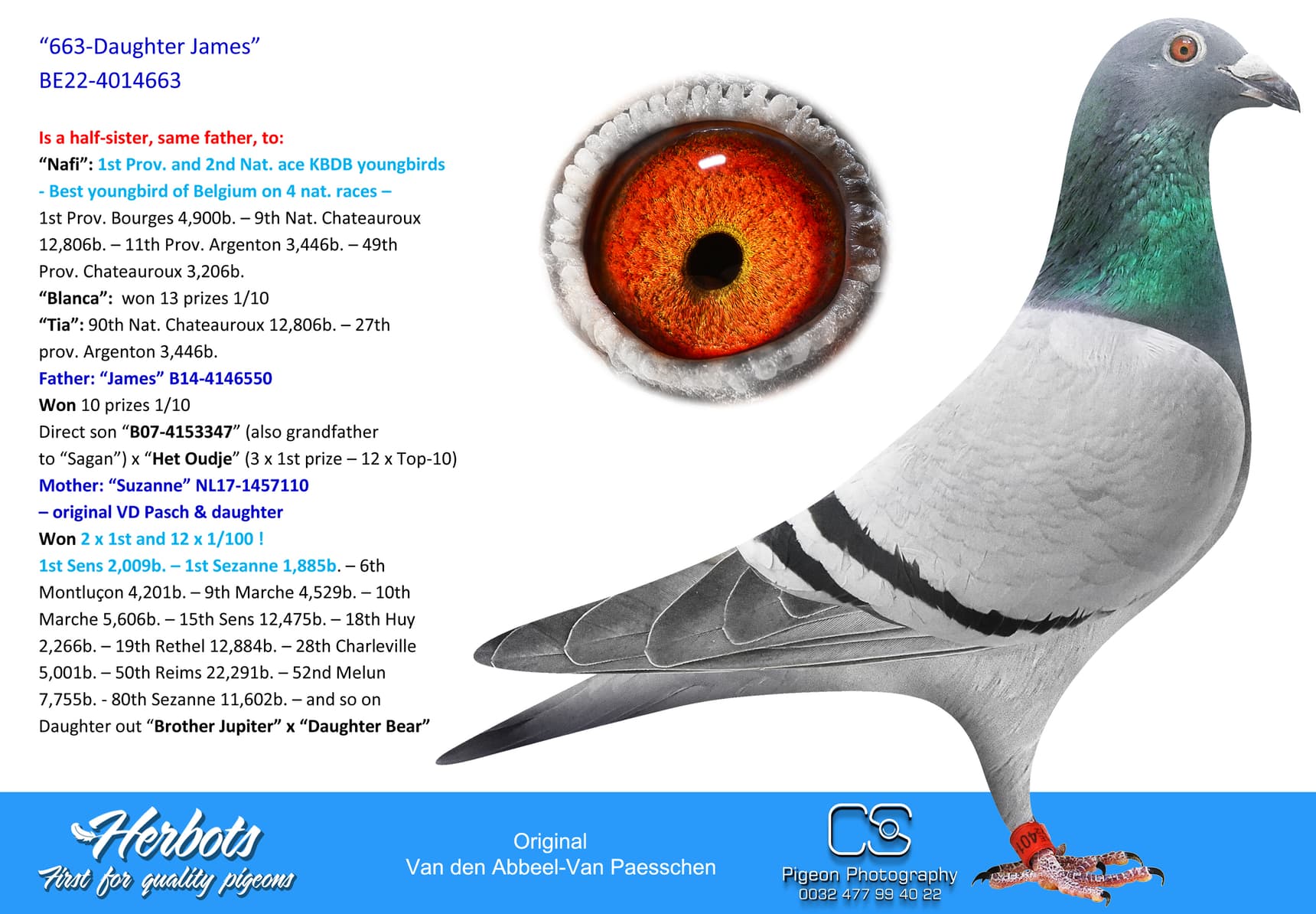 pigeon: undefined