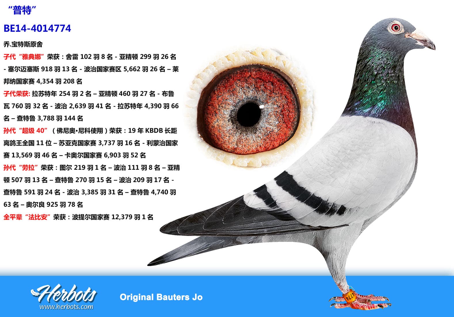 pigeon: undefined