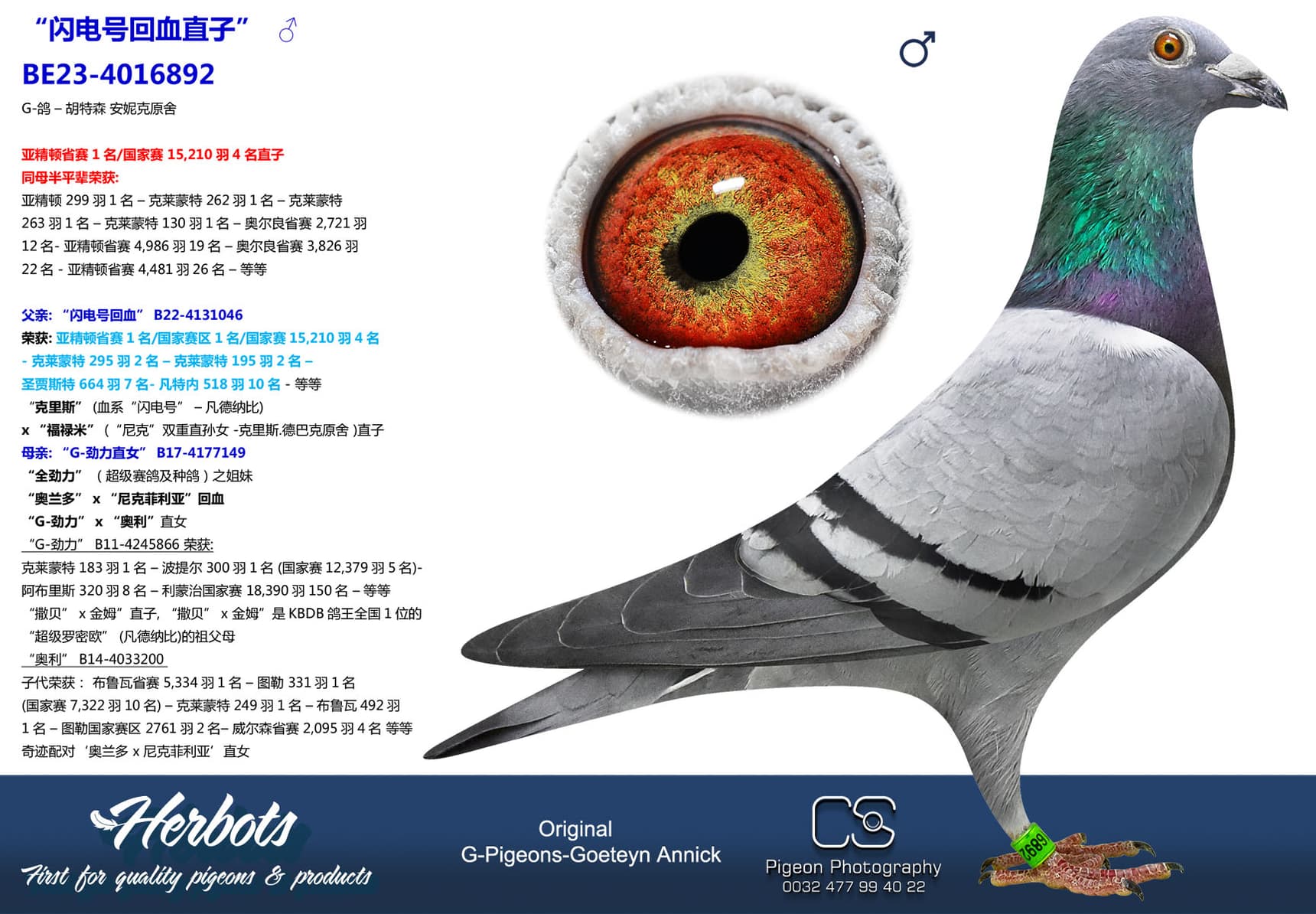 pigeon: undefined
