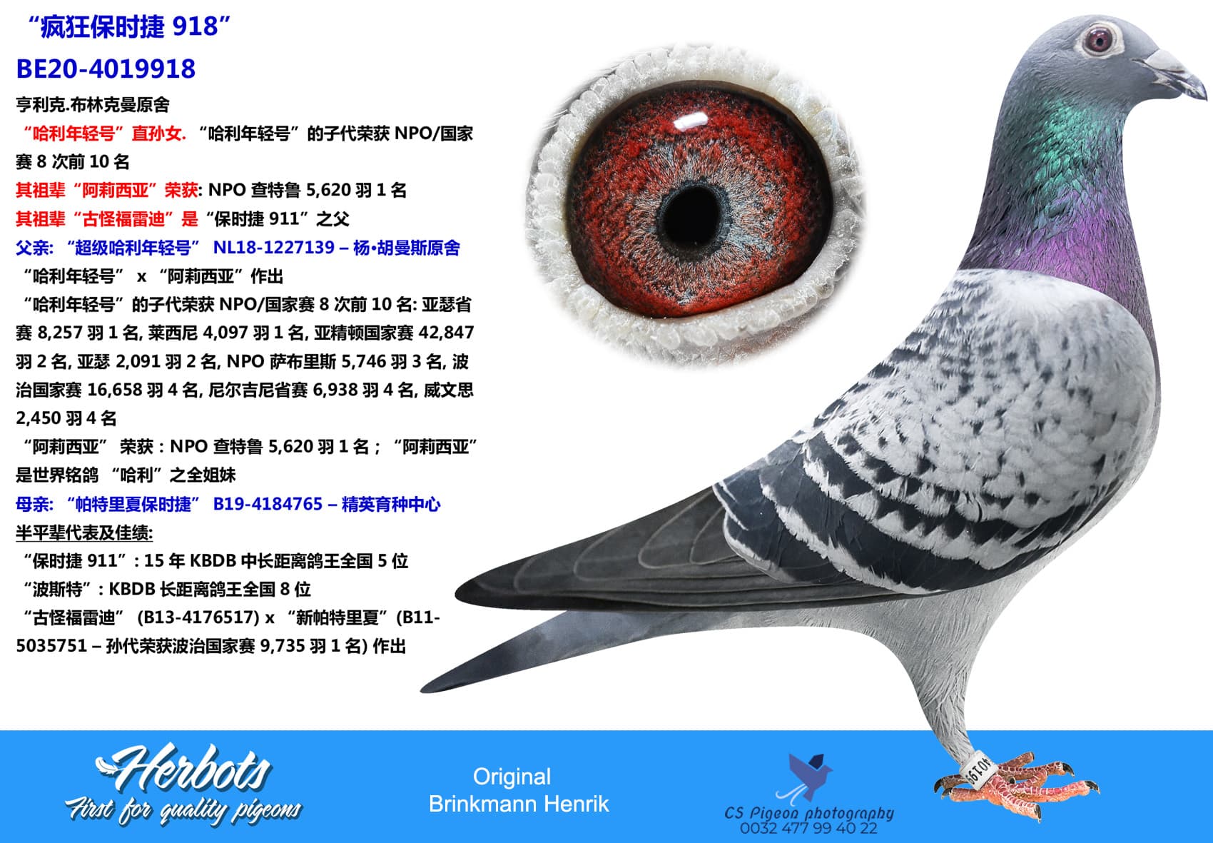 pigeon: undefined