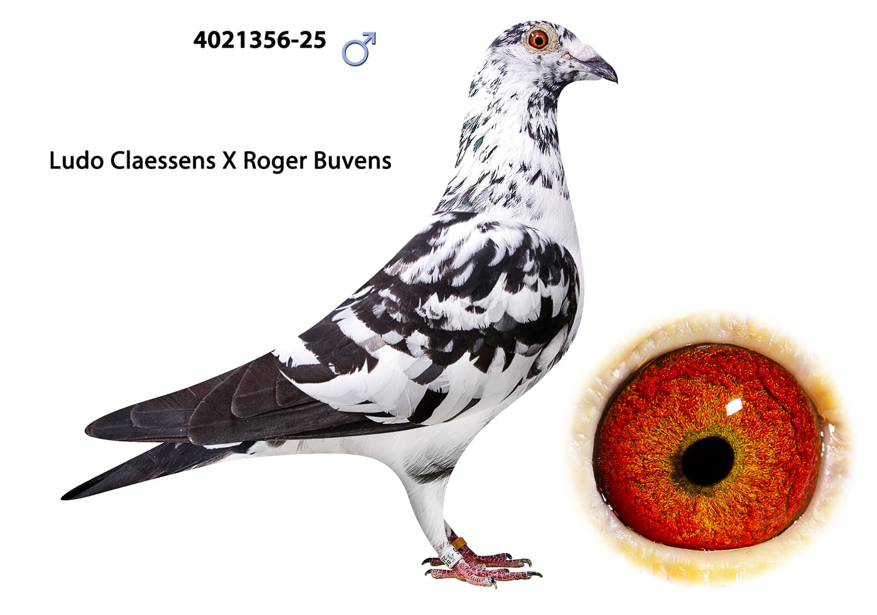 Ludo Claessens x Roger Buvens