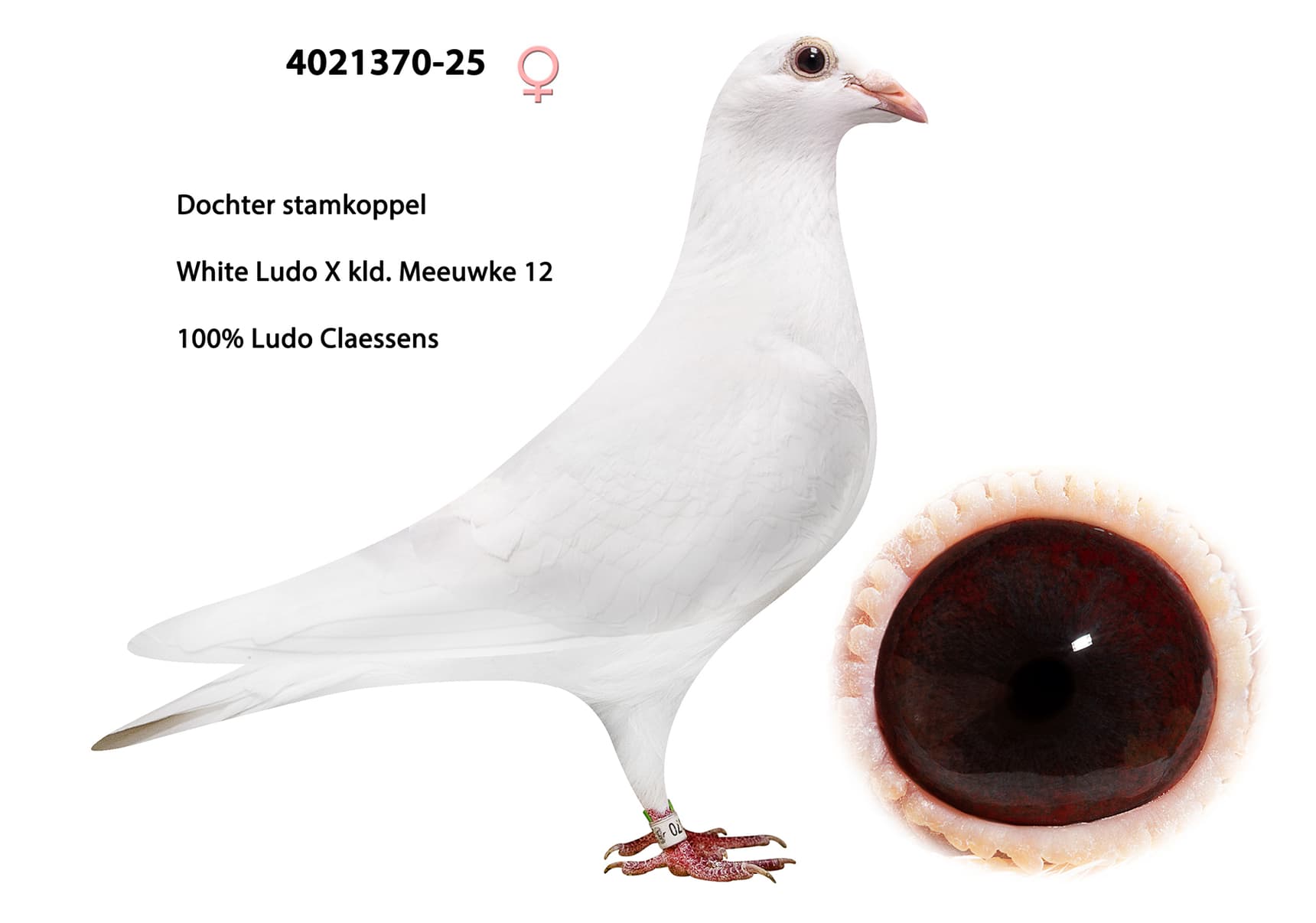 100% Ludo Claessens