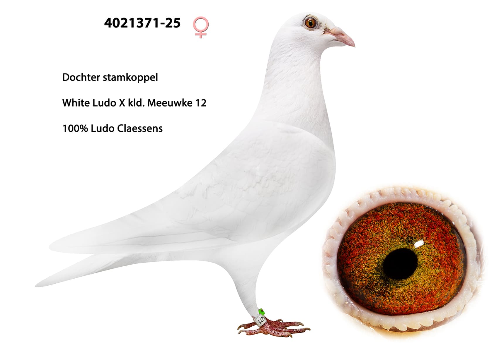 100% Ludo Claessens
