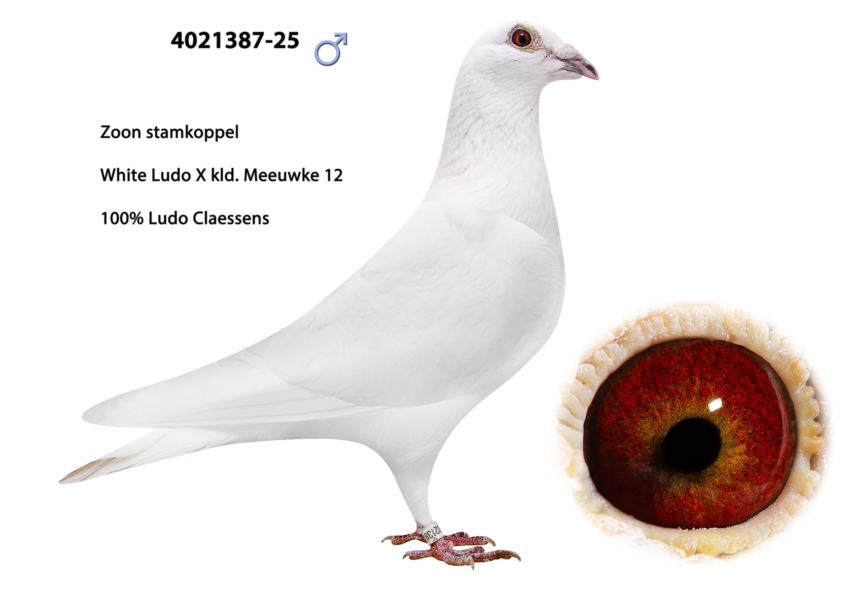 100% Ludo Claessens