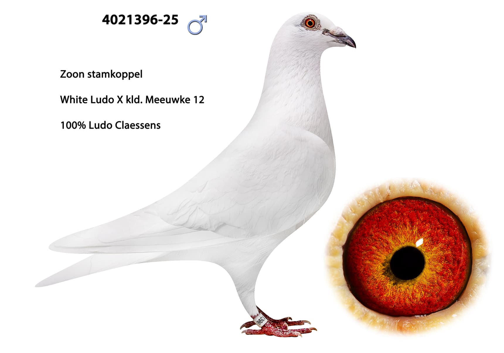 100% Ludo Claessens