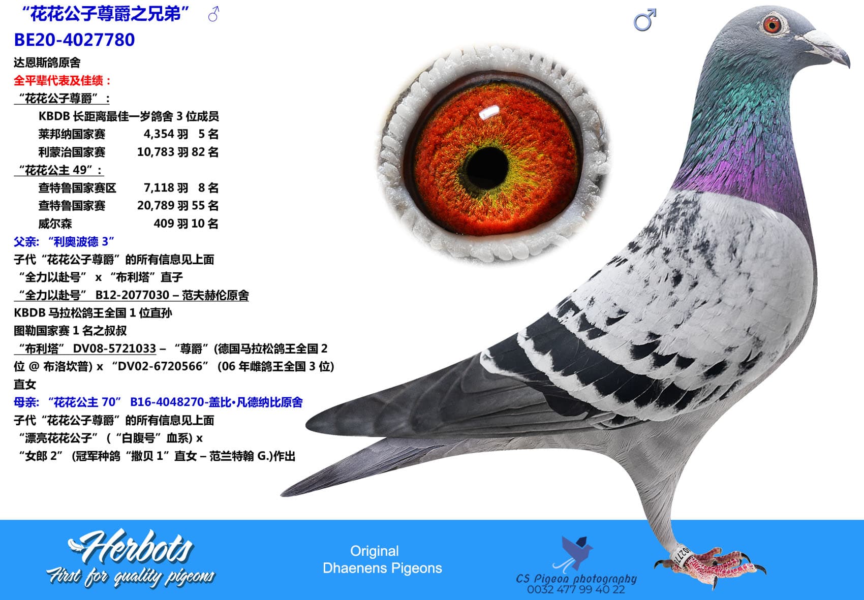 pigeon: “花花公子尊爵之兄弟”