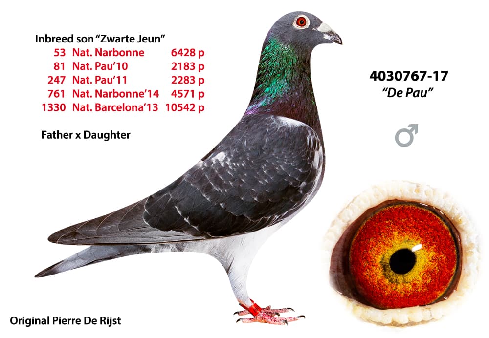 pigeon: undefined