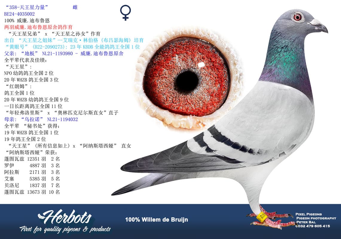 pigeon: undefined