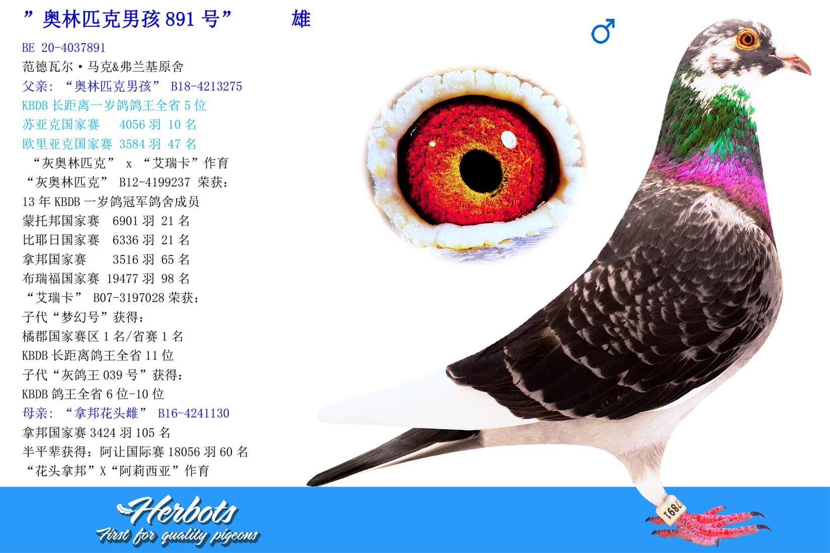 pigeon: undefined