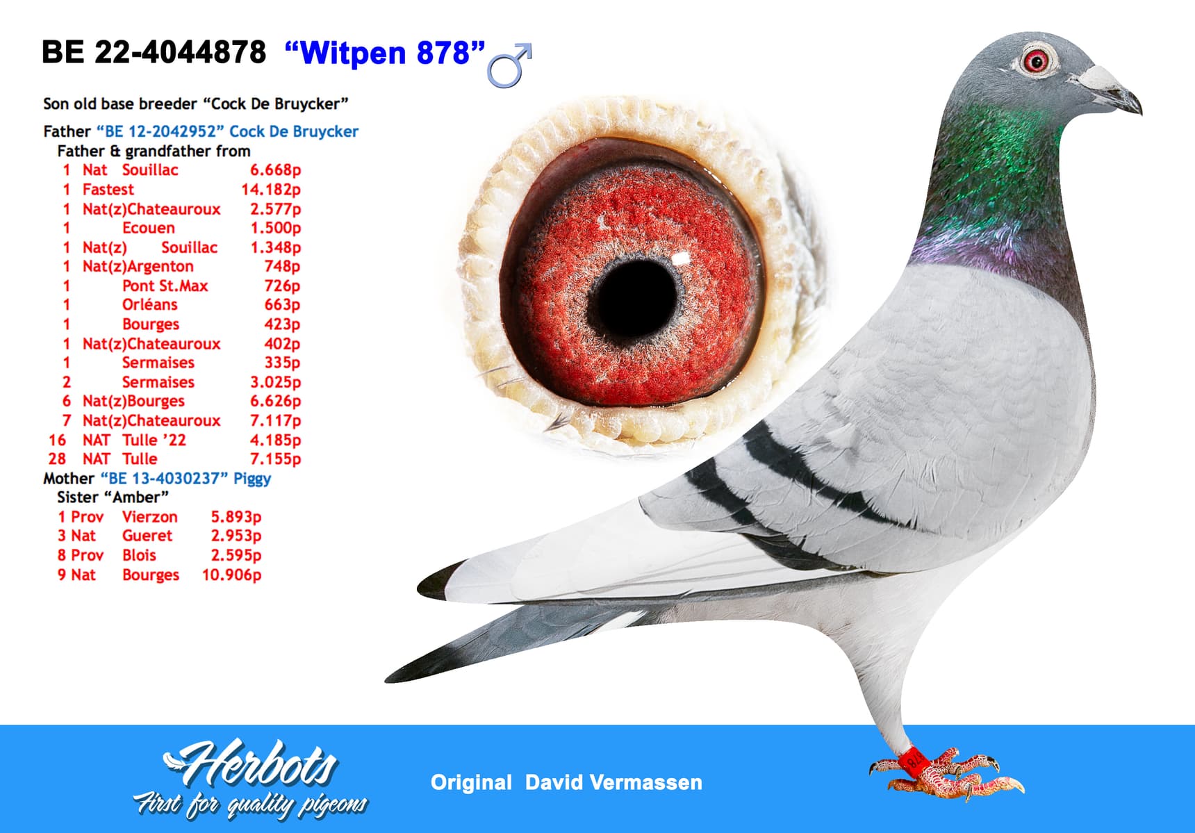 pigeon: undefined