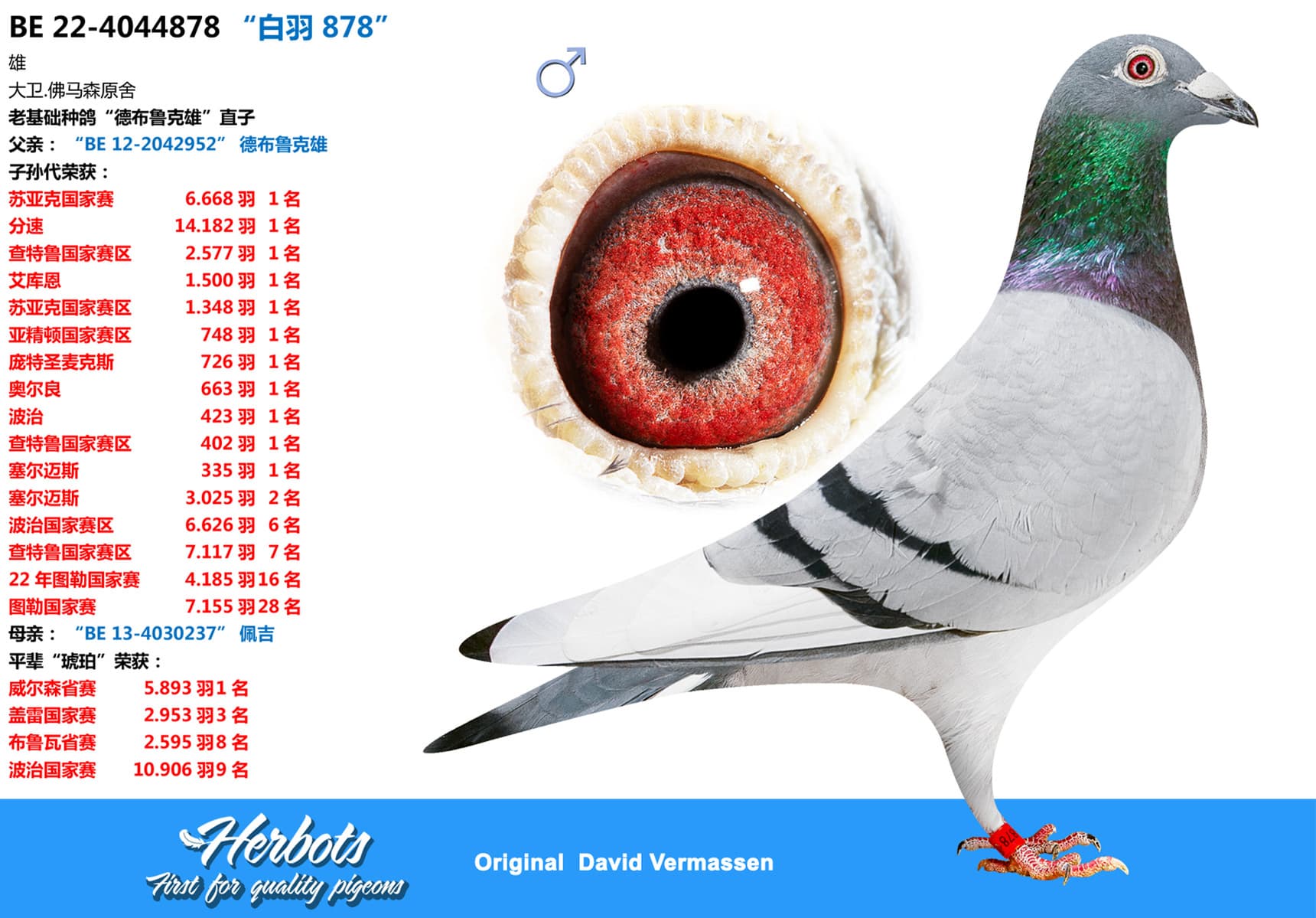 pigeon: undefined