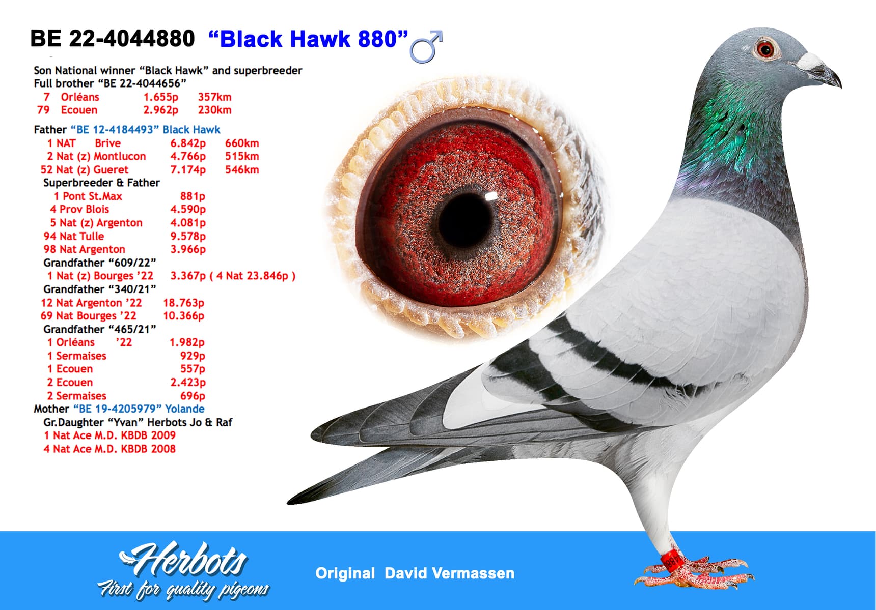 pigeon: undefined