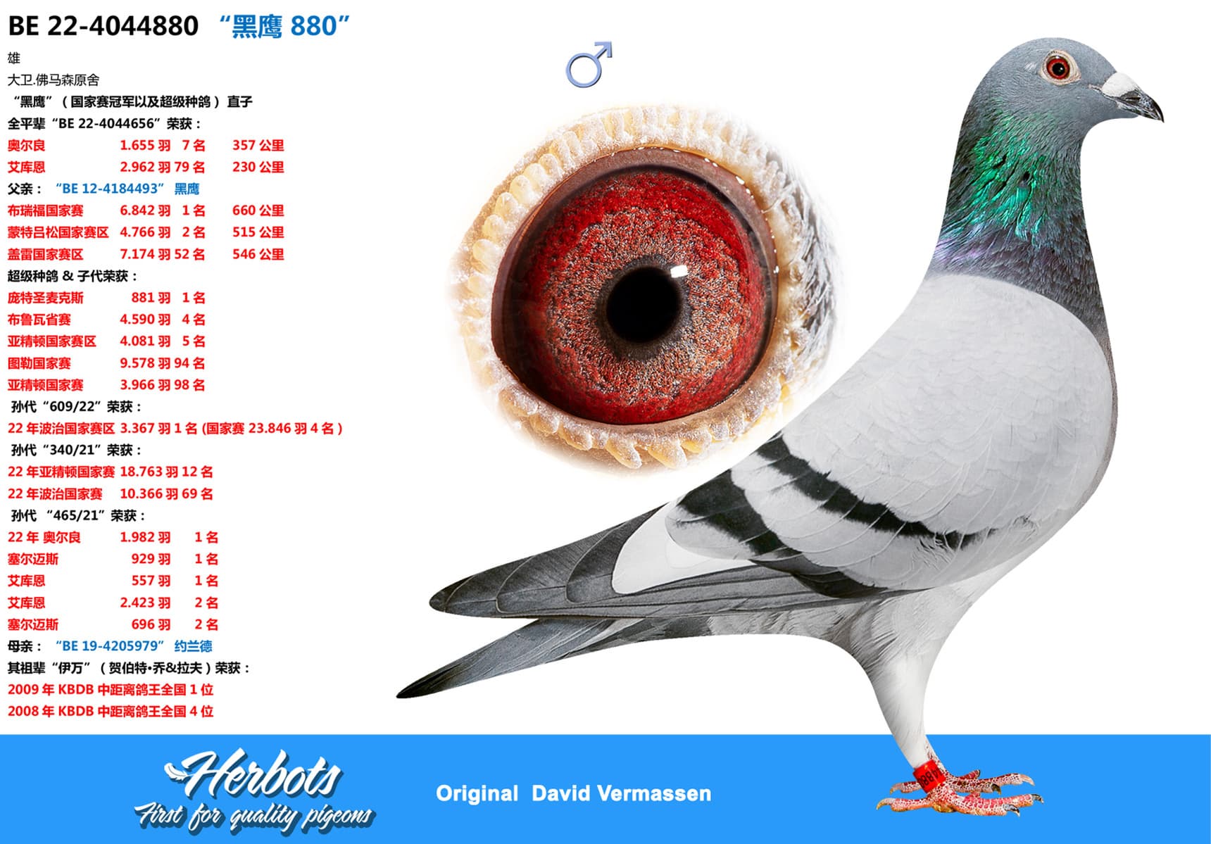 pigeon: undefined