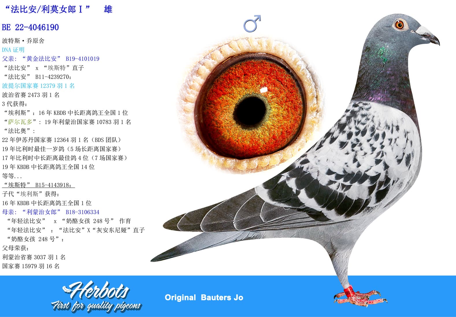 pigeon: undefined