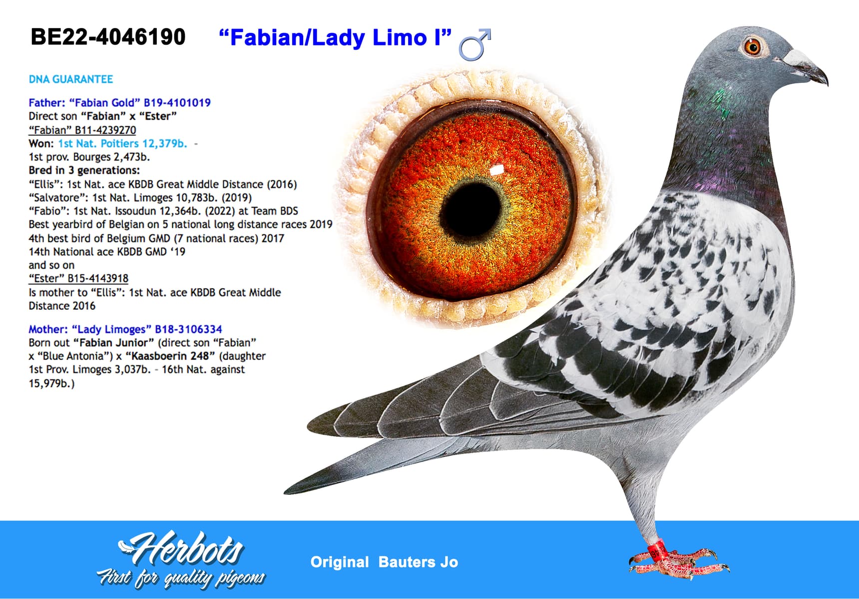 pigeon: undefined
