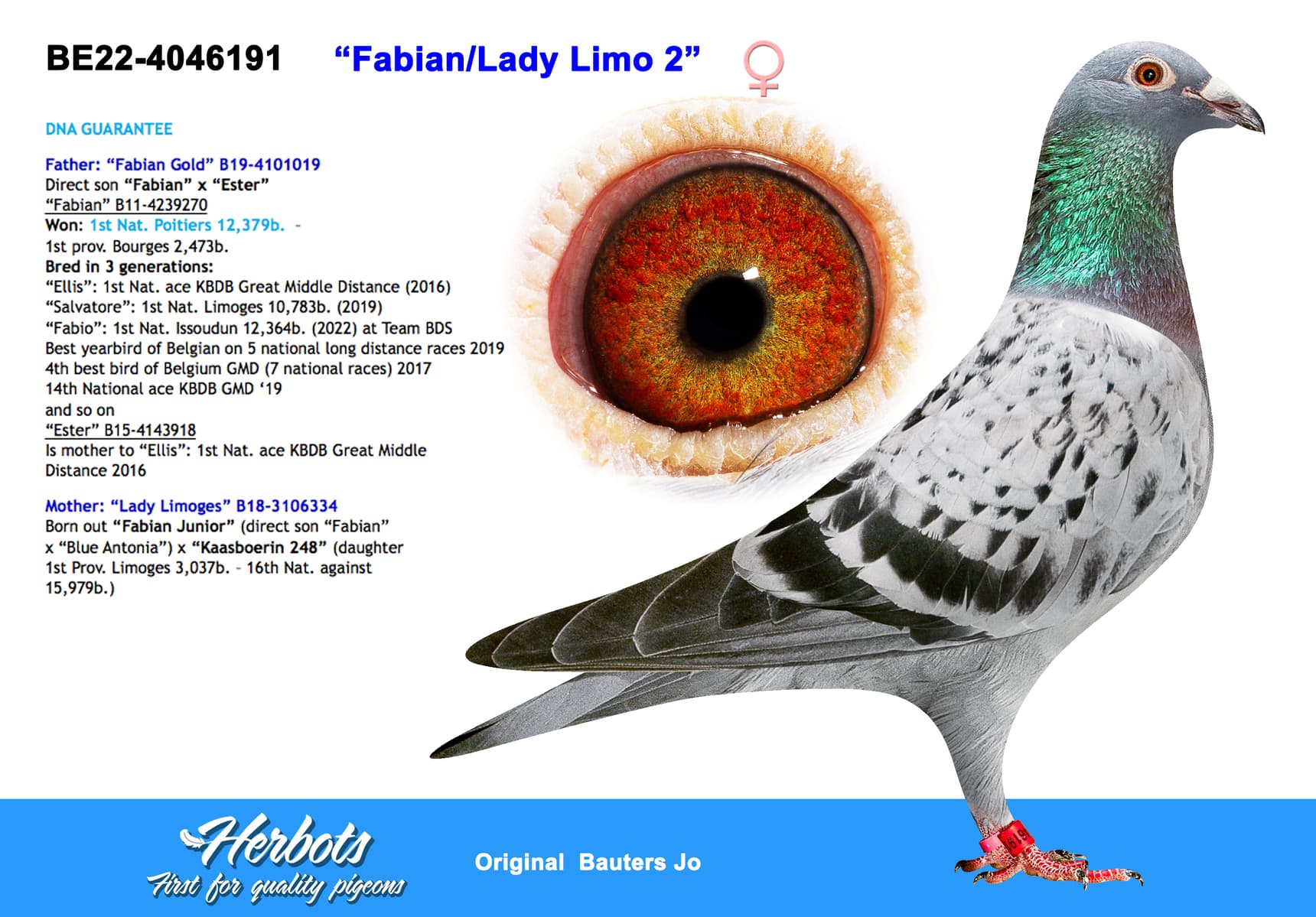 pigeon: undefined