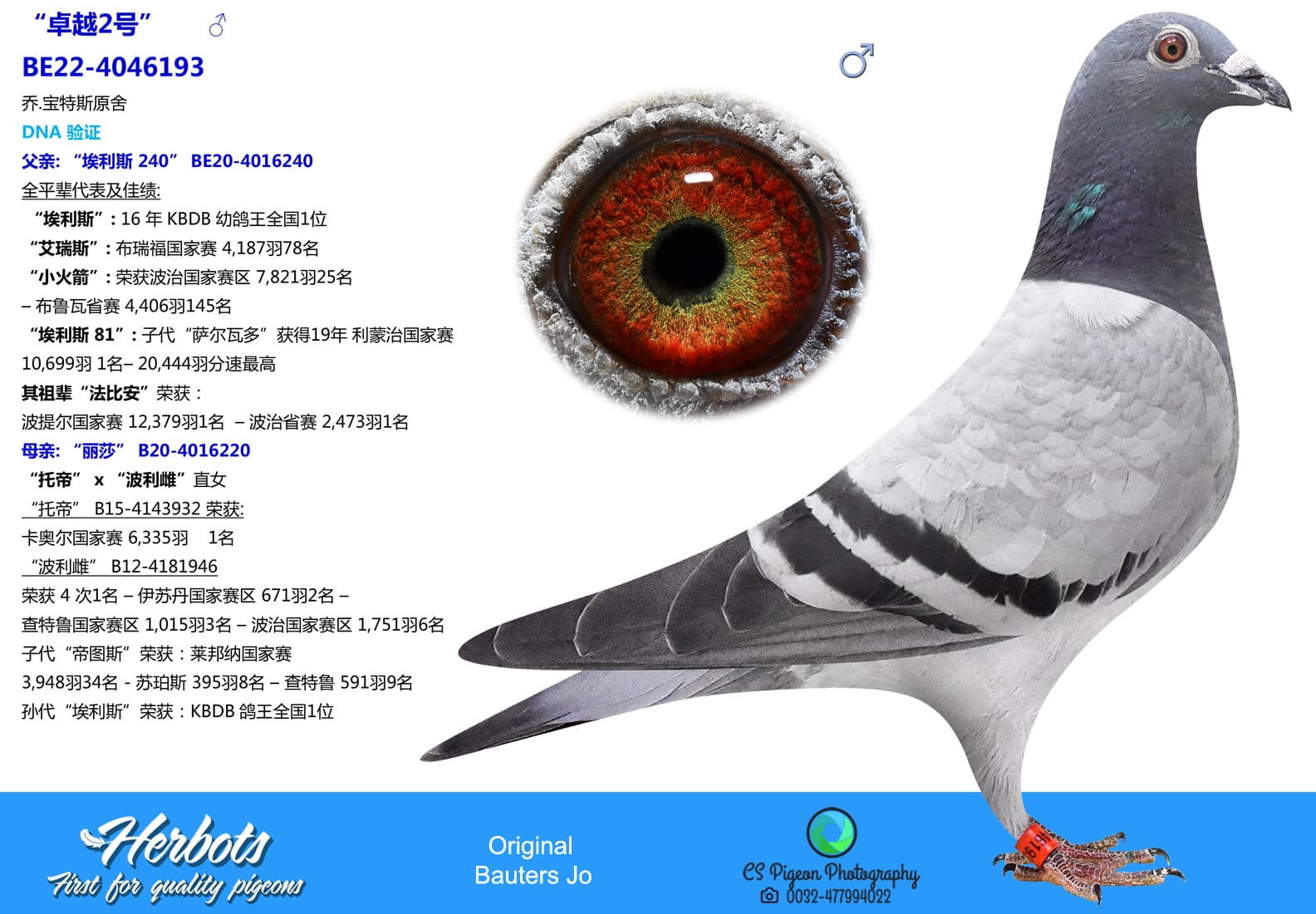pigeon: undefined
