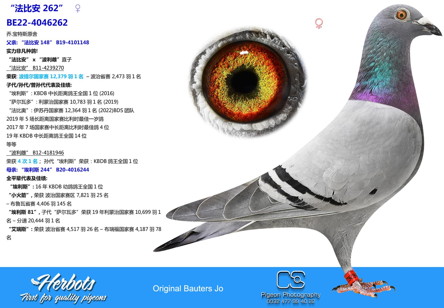 pigeon: undefined