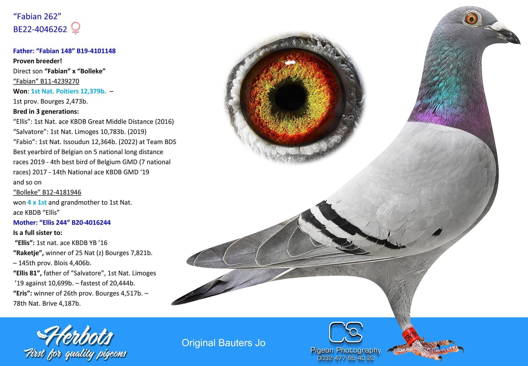 pigeon: undefined