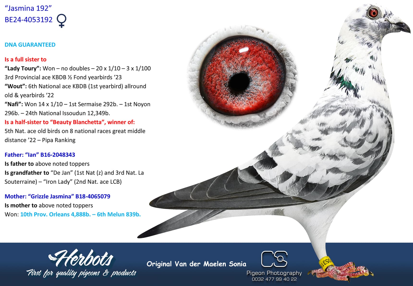 pigeon: undefined