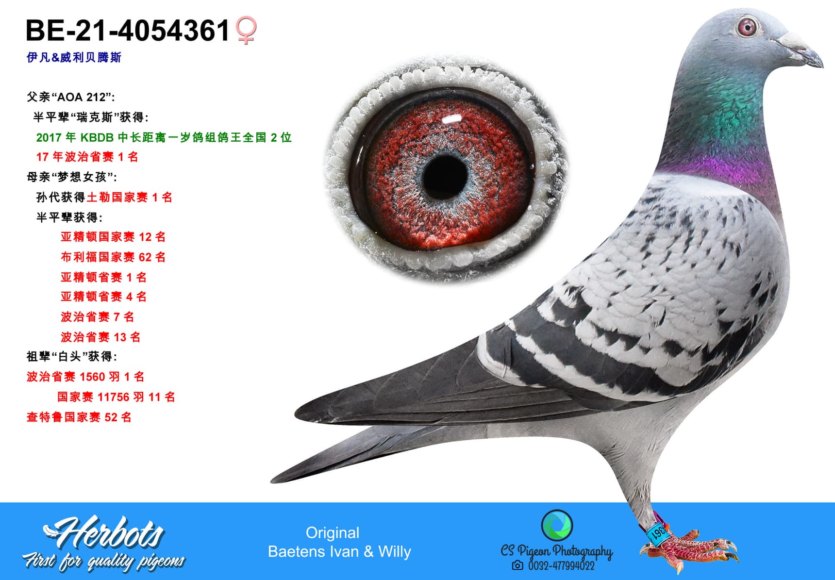 pigeon: undefined