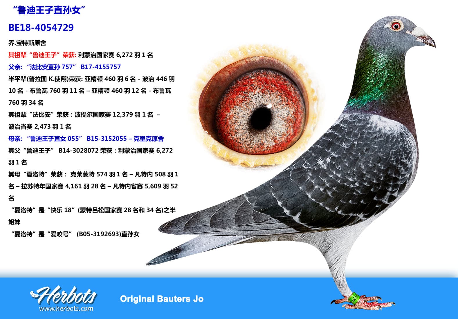 pigeon: “鲁迪王子直孙女”