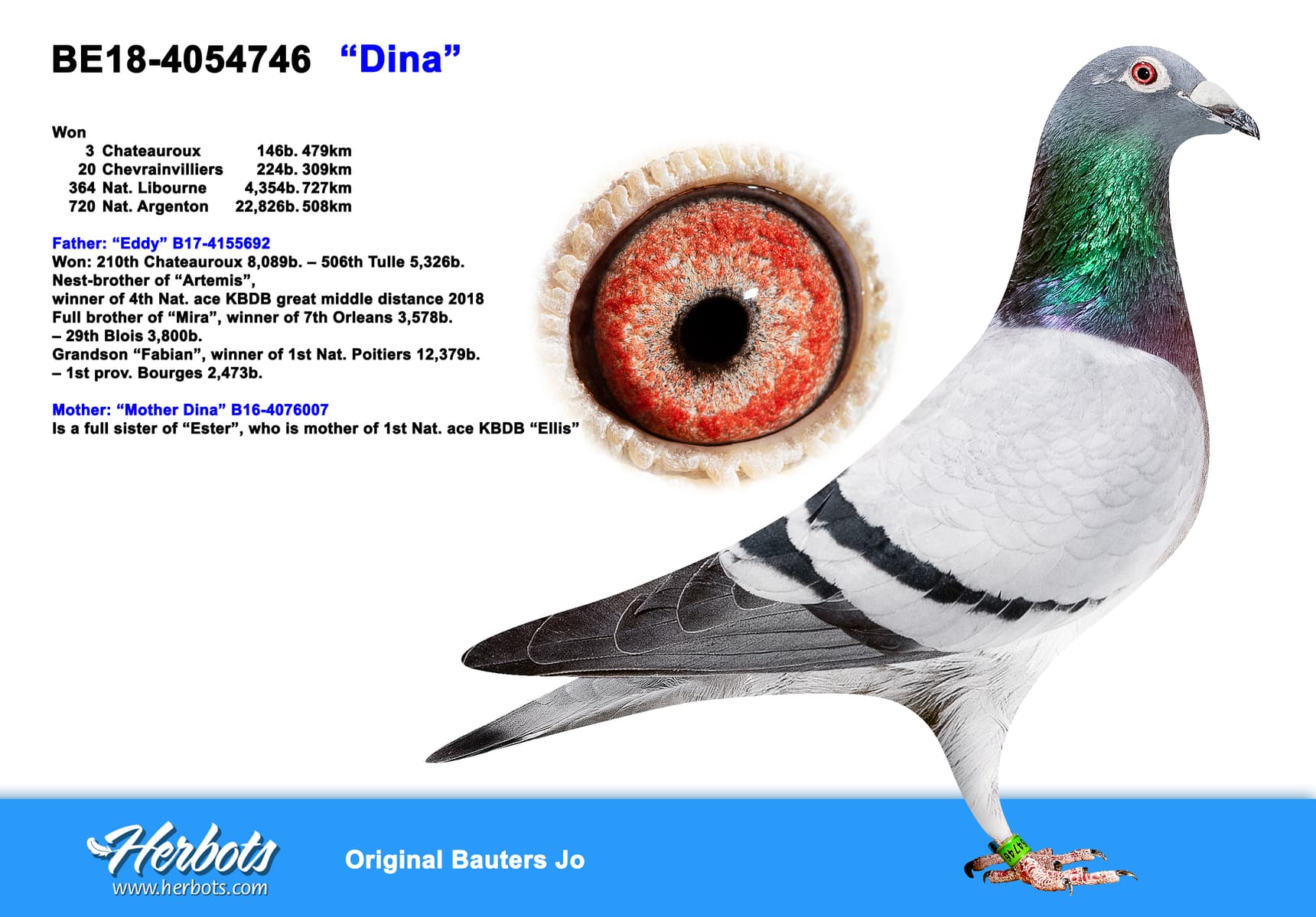 pigeon: undefined