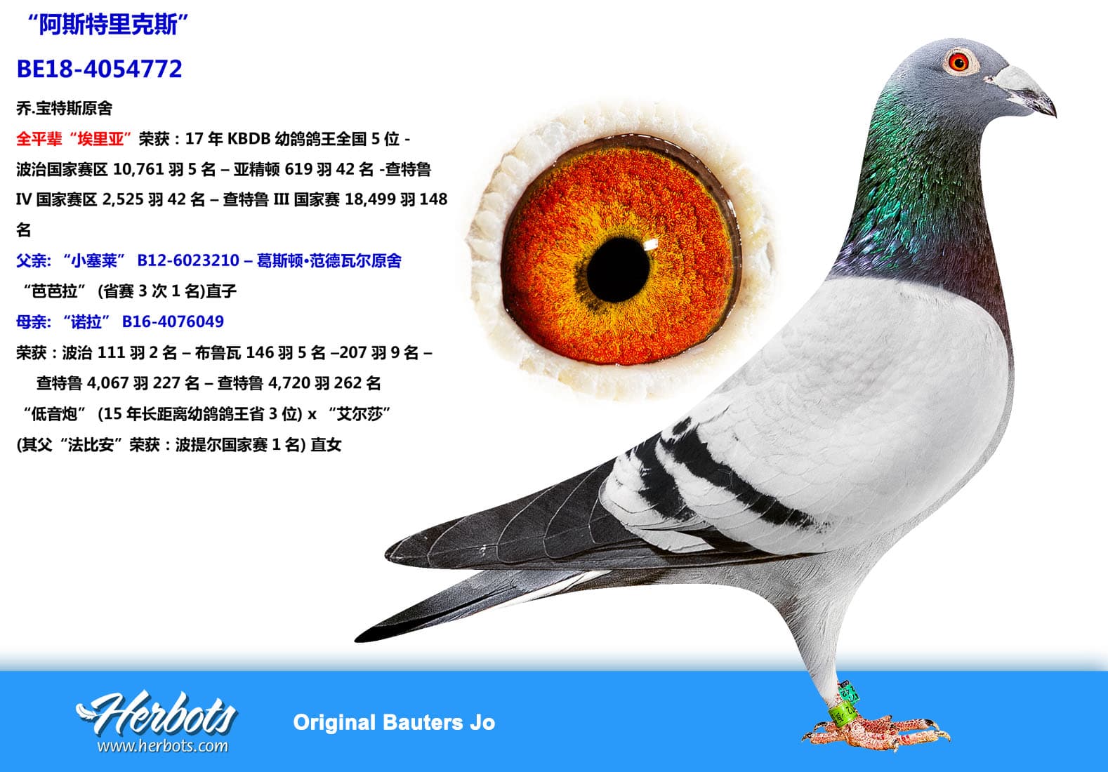 pigeon: “阿斯特里克斯”