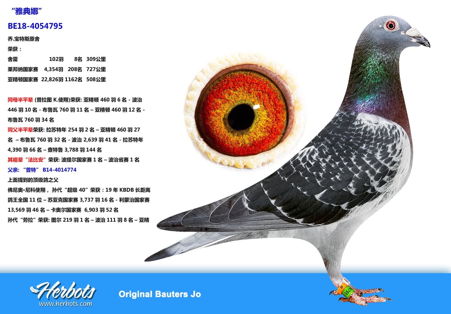 pigeon: undefined