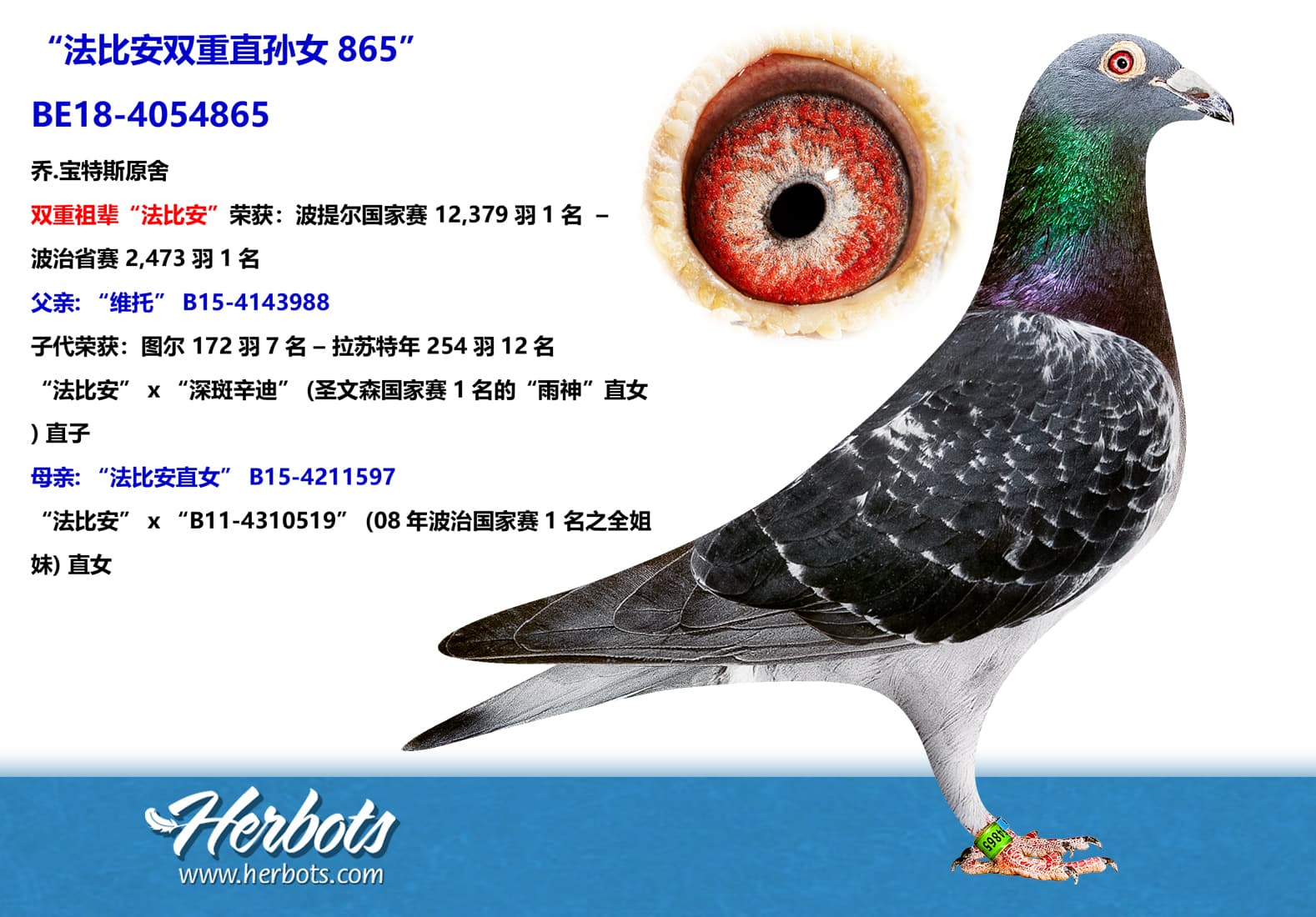 pigeon: “法比安双重直孙女865”